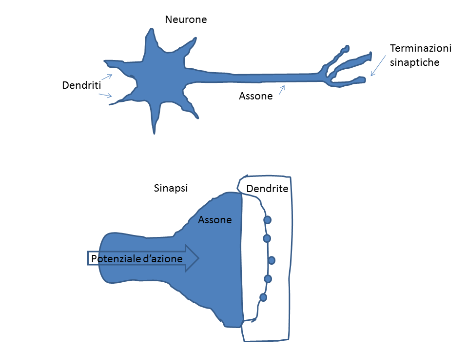 La sinapsi è il meccanismo biologico del sistema neurologico naturale che in maniera estremamente efficiente esegue tre funzioni fondamentali: la interconnessione dei neuroni, l’elaborazione del potenziale d’azione e la memorizzazione locale del risultato dell’elaborazione.